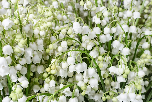 Fond de muguet