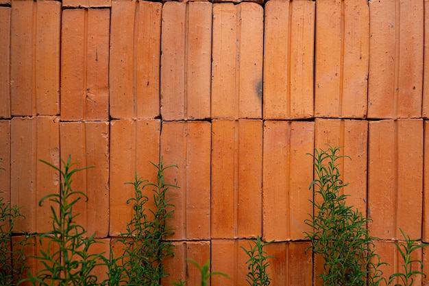 Fond de mur de brique rouge vintage recouvert de lierre