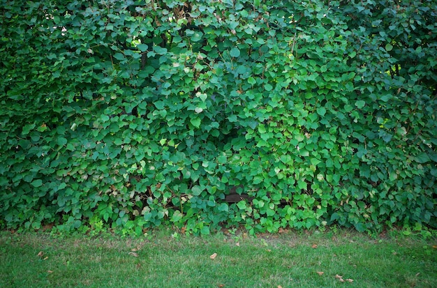 Fond de mur de buisson de jardin taillé