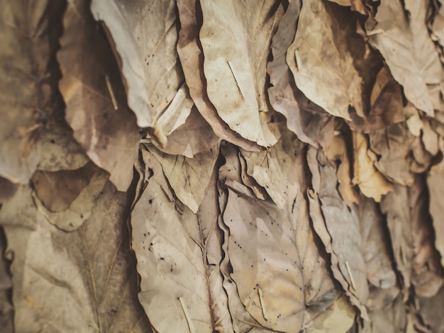 Fond de mur de feuilles séchées (feuilles de teck).