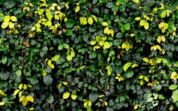 Fond de mur de feuilles vertes clôture