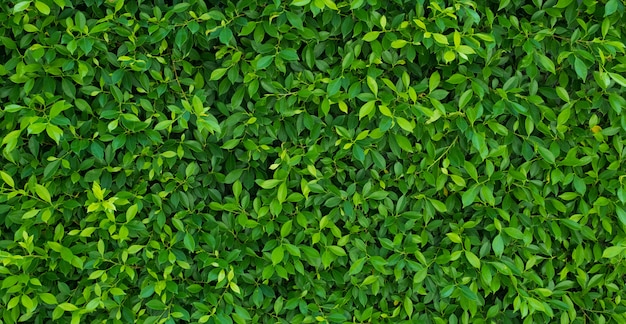 Photo fond de mur de feuilles vertes, fond de nature de mur de feuilles,