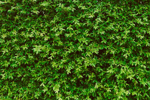 Fond de mur de feuilles vertes, plante sur le mur