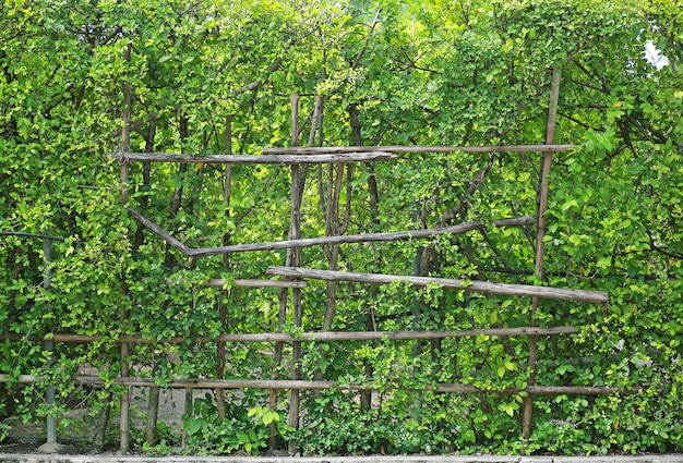 Fond de mur de feuilles vertes avec support de clôture en bois séché.