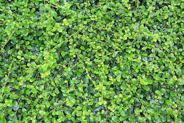 Fond de mur de feuilles vertes. Texture de la feuille décorative