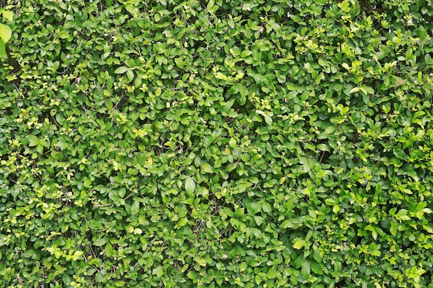 Fond de mur de feuilles vertes. Texture de la feuille décorative