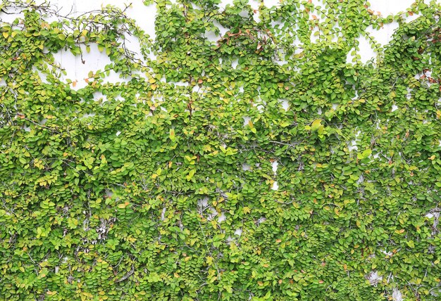 Fond de mur de feuilles vertes