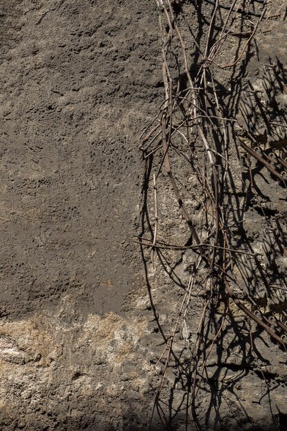 Fond de mur avec une partie d'arbre