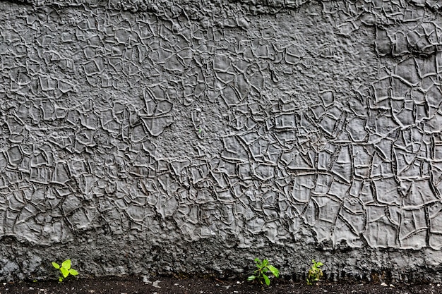 fond de mur peint fissuré gris avec des plantes