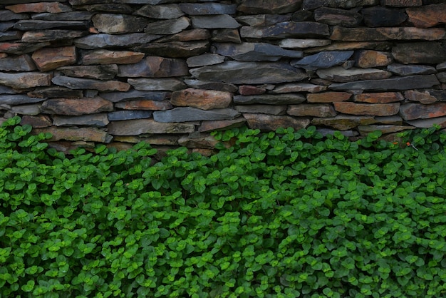 Fond de mur de pierre et feuilles vertes de Charlie