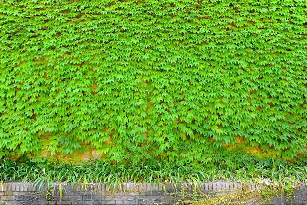 Fond de mur vert de lierre de Boston