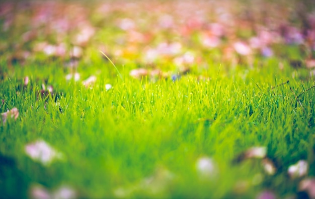 Fond de nature abstraite avec de l'herbe dans le pré et le coucher du soleil