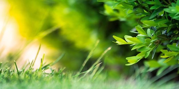 Fond de nature abstraite avec mise au point sélective sur l'herbe verte fraîche