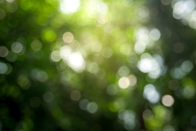 Fond de nature abstraite verte ensoleillée, parc Flou avec lumière bokeh