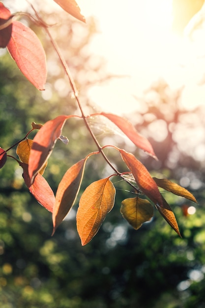 Fond De Nature Automne Automne Vertical Avec Des Baies Et Des Feuilles. Fond D'automne