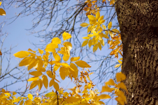 Fond de nature d'automne avec des feuilles de frêne jaune et un ciel bleu