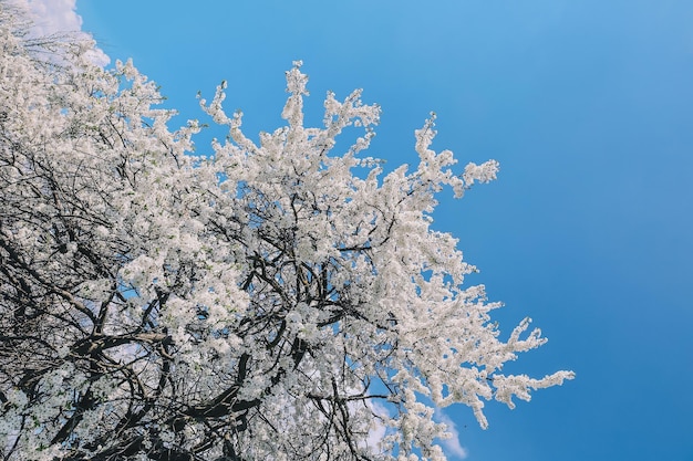Fond de nature avec bloossom cerisier blanc avec des fleurs et un ciel bleu paisible place pour le texte