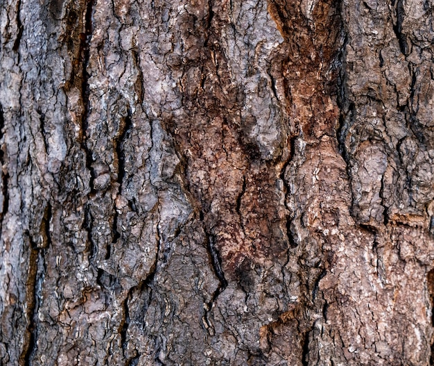 Fond de nature en bois brun abstrait par gros plan surface de texture fissurée rugueuse