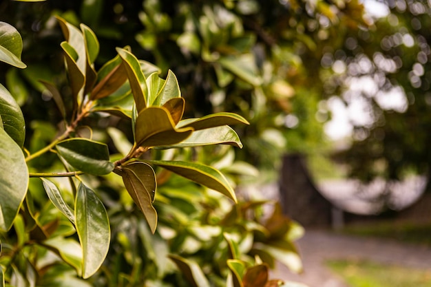 Fond de nature avec branche d'arbre et feuilles