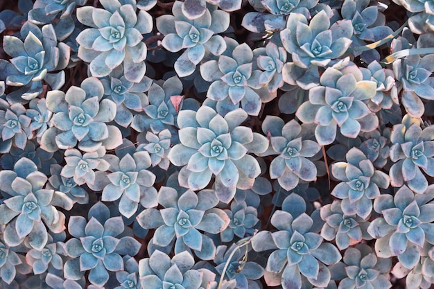 Fond de nature de cactus, texture succulente de couleur bleue.