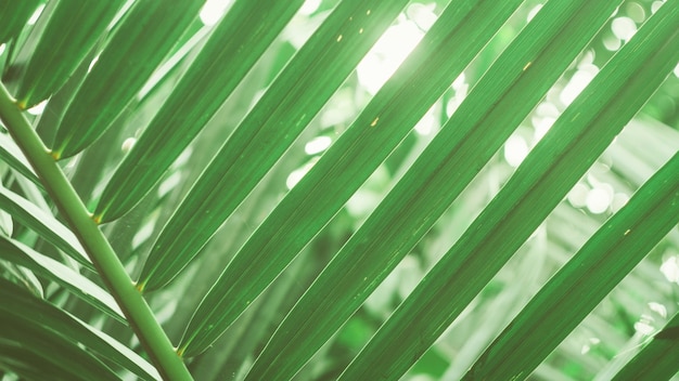 fond de nature de feuillage tropical fond vert