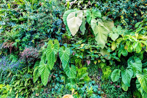 Fond de nature avec feuille verte tropicale