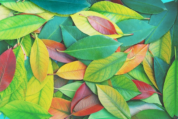 Fond de nature feuilles colorées tombées