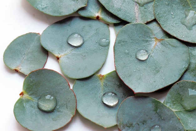 Fond de nature avec des feuilles d'eucalyptus se bouchent