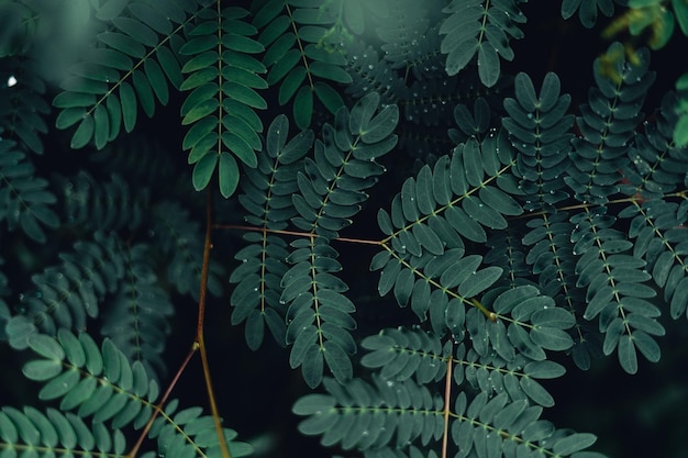 Fond de nature feuilles vert foncé