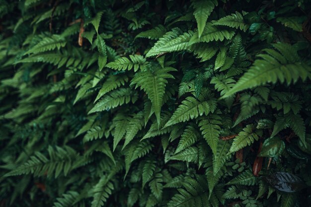 Fond de nature feuilles vert foncé