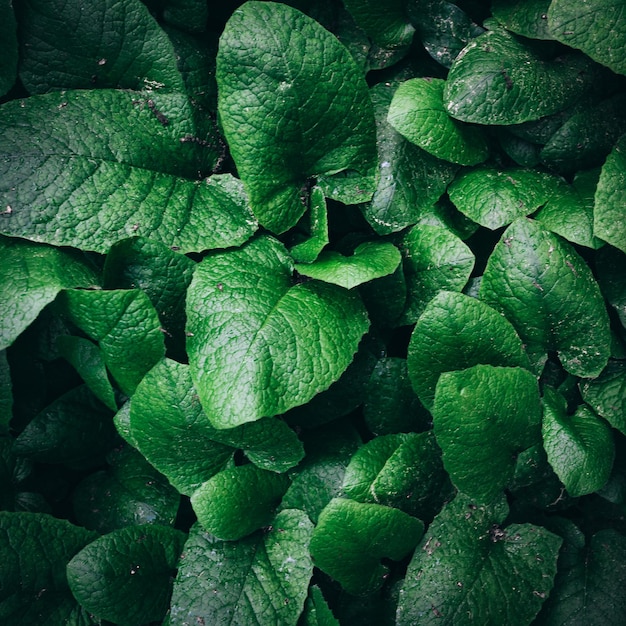 Fond de nature feuilles vertes feuille verte abstraite