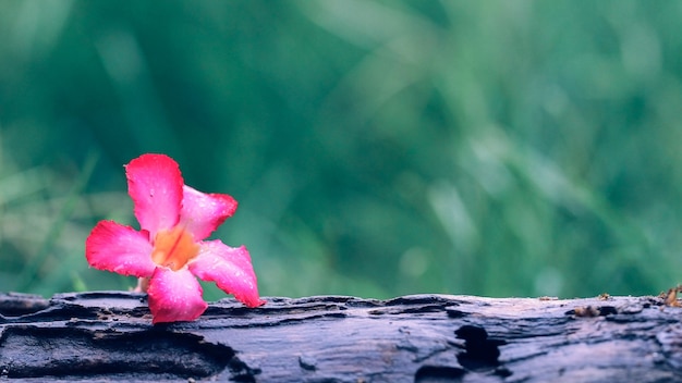 fond de nature de fleur pourpre sur le vieux bois