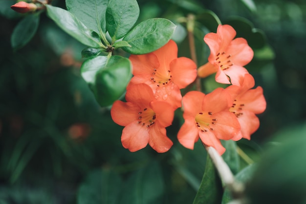 Photo fond nature fleur vireyas rhododendron jaune fleurs orange