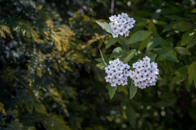 Photo fond de nature avec des fleurs blanches