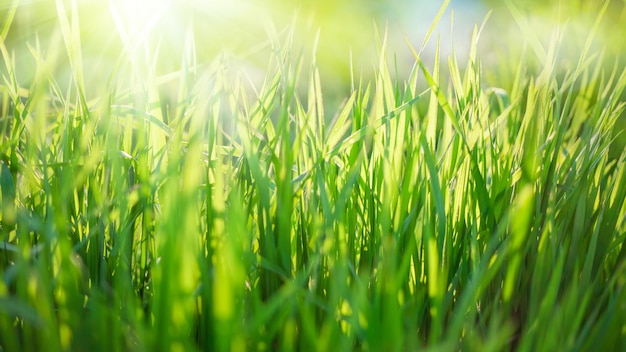 Photo fond de nature avec herbe verte et soleil