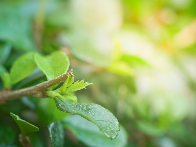 fond nature herbe verte