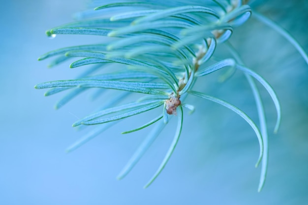 Fond de nature minimaliste avec épinette verte dans la forêt