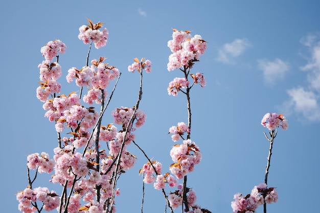 Photo fond de nature minimaliste de floraison printanière avec de minuscules branches d'arbres fleurs de fleurs roses et ciel