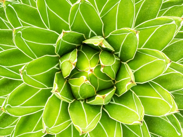 Photo fond de nature motif plante verte