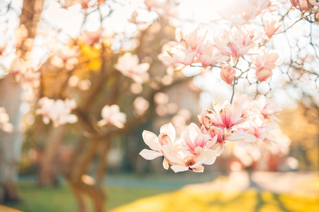 Fond de nature parfait pour le printemps ou l'été. Fleurs de magnolia rose soleil coucher de soleil