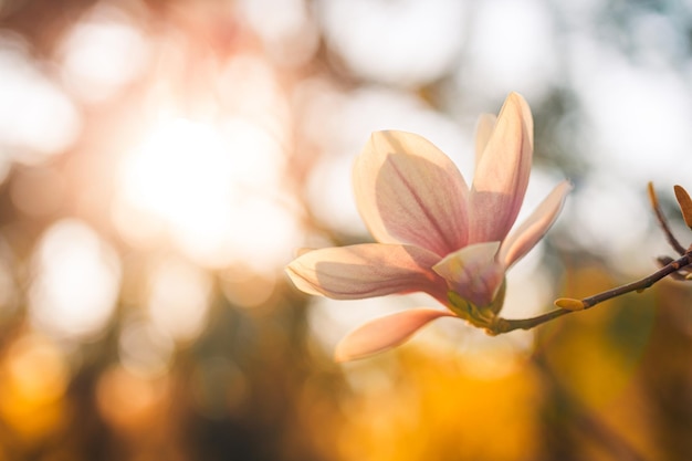 Fond de nature parfait pour le printemps ou l'été. Fleurs de magnolia rose soleil coucher de soleil