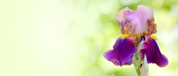 Fond de nature printanière avec une belle fleur d'iris Bannière Copier l'espace Mise au point sélective