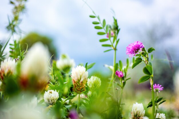 Fond de nature de printemps ou d'été avec des fleurs sauvages d'herbe verte et bokeh