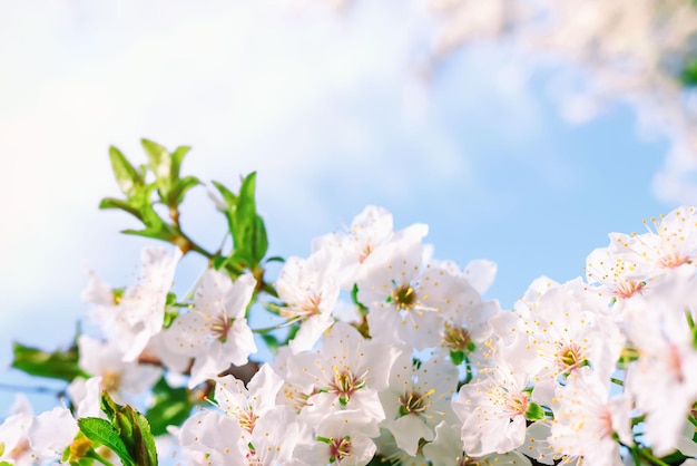 Fond nature printemps avec des fleurs de cerisier sur fond de ciel bleu