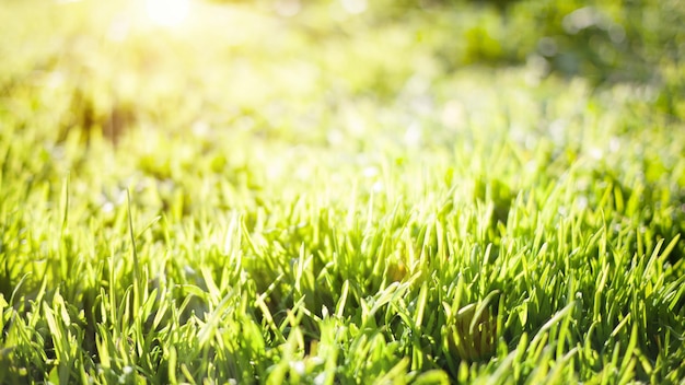 Fond de nature printemps avec de l'herbe verte