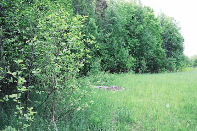 Fond de nature de printemps Verdure arbres et herbes sur un matin de printemps ensoleillé Paysage forestier