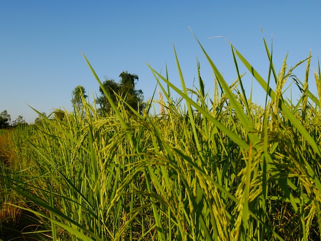 fond nature rizière biologique
