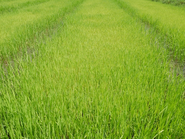 fond nature rizière biologique