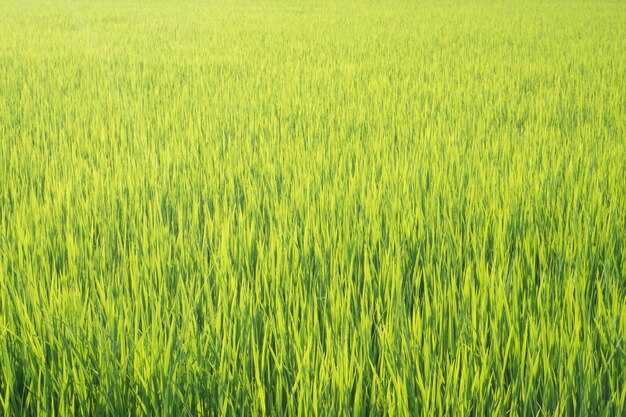 fond de nature rizière verte