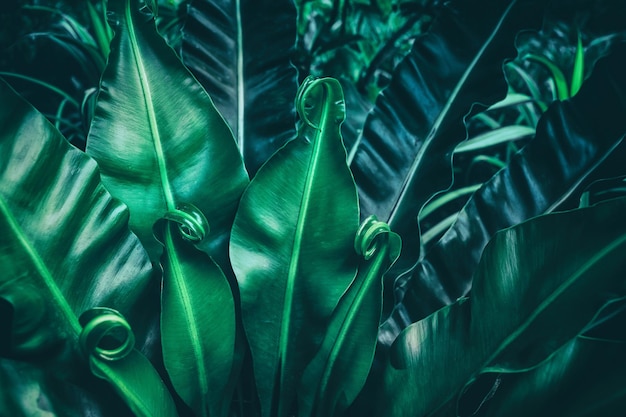 Fond de nature sombre feuille de fougère verte